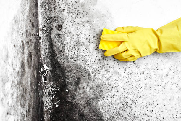 Best DIY Mold Remediation Support Services in Lagunitas Forest Knolls, CA