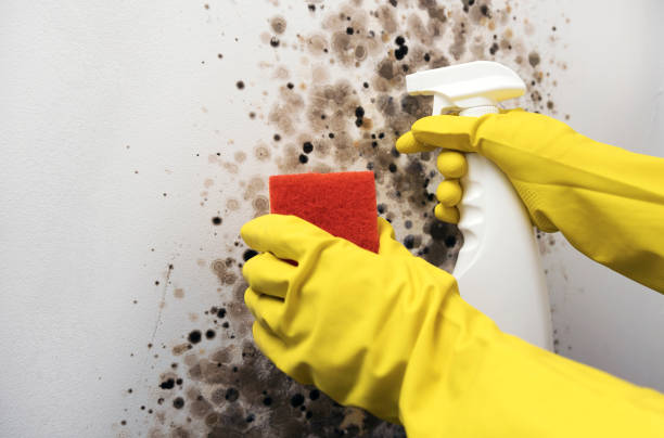 Best Bathroom Mold Remediation in Lagunitas Forest Knolls, CA