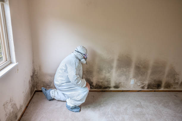 Best Black Mold Remediation in Lagunitas Forest Knolls, CA