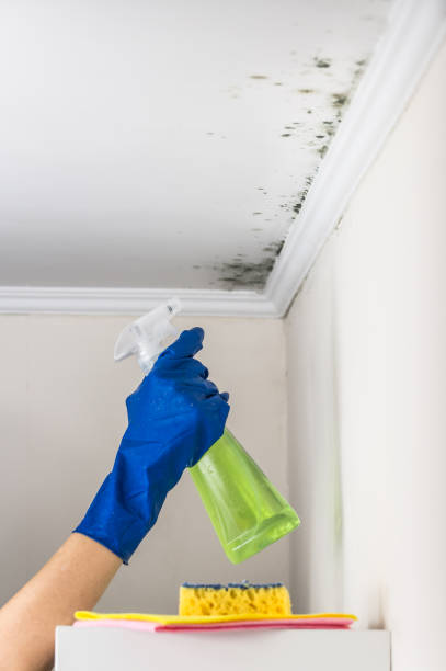 Best Preventive Mold Services in Lagunitas Forest Knolls, CA
